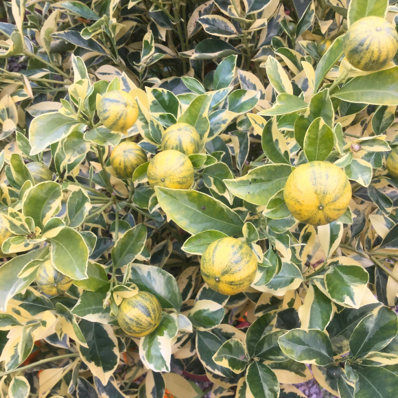 Imagem Fruto da Laranja Melancia