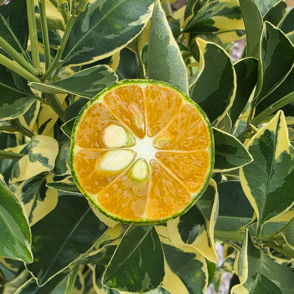 Imagem Fruto da Laranja Melancia