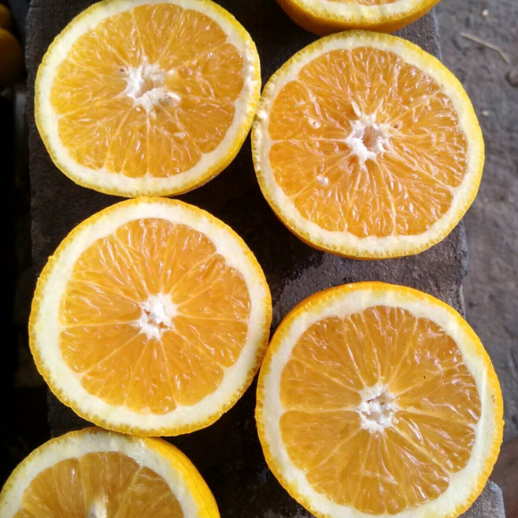Imagem Fruto da Laranja Natal