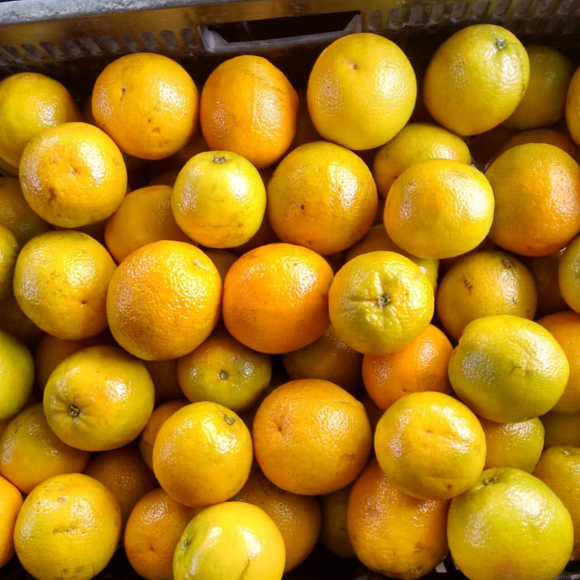 Imagem Fruto da Laranja Natal