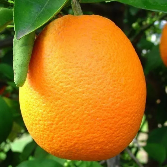 Imagem Fruto da Laranja Natal