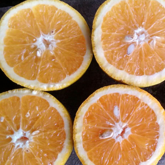 Imagem Fruto da Laranja Natal