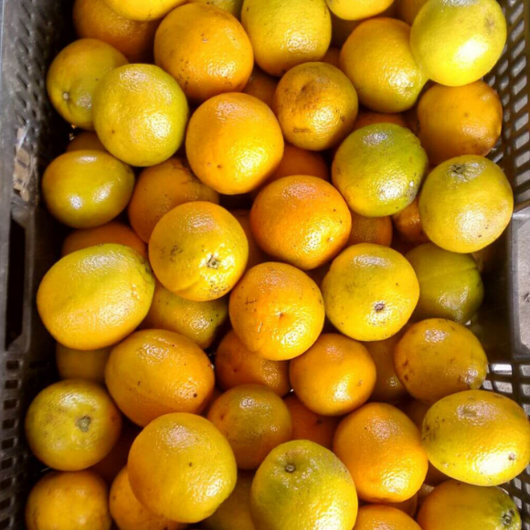 Imagem Fruto da Laranja Natal