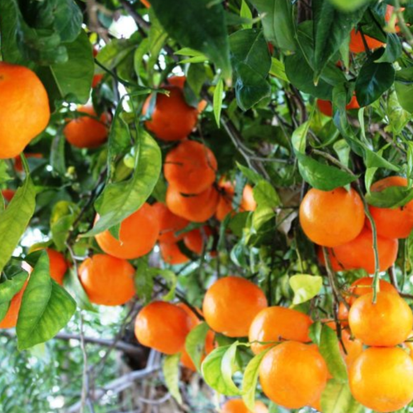 Imagem Fruto da Laranja Navelina