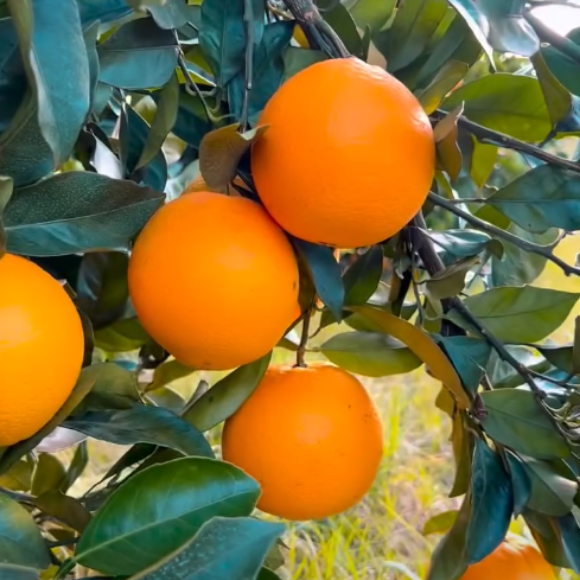 Imagem Fruto da Laranja Navelina