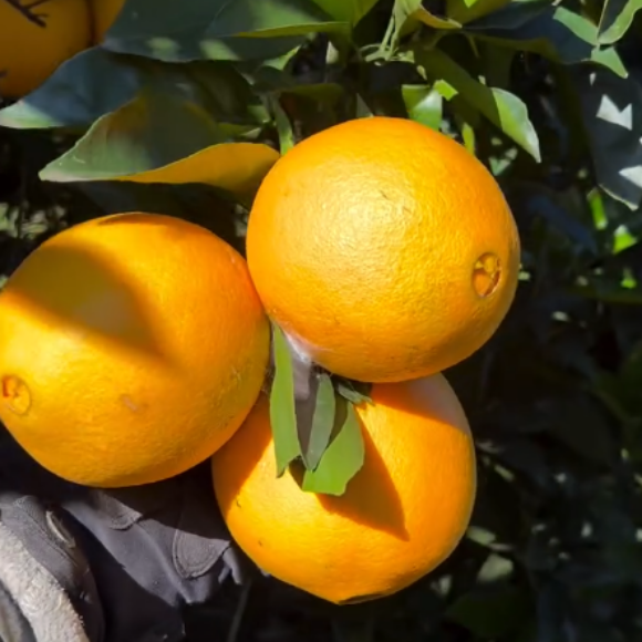 Imagem Fruto da Laranja Navelina