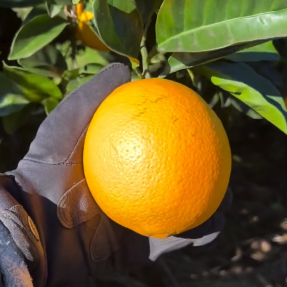 Imagem Fruto da Laranja Navelina
