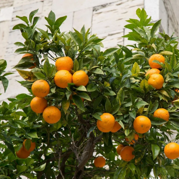 Imagem Fruto da Laranja Parreira