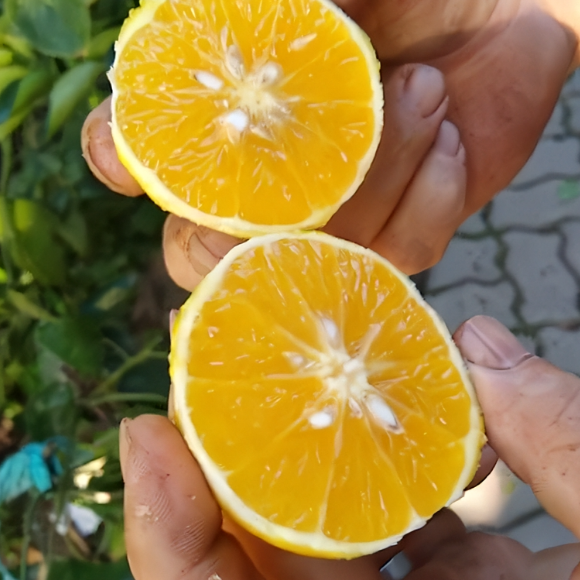 Imagem Fruto da Laranja Parreira
