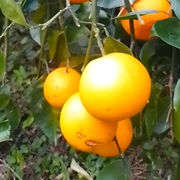 Imagem Fruto da Laranja Parreira