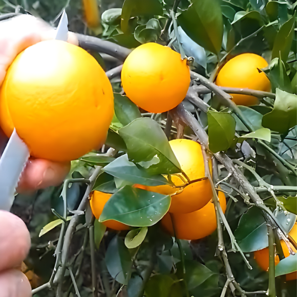 Imagem Fruto da Laranja Parreira