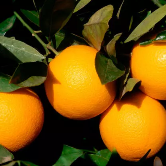 Imagem Fruto da Laranja Lanelate