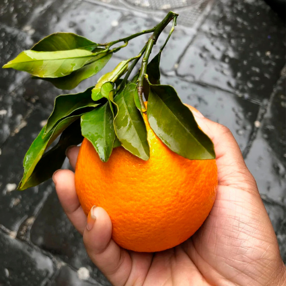 Imagem Fruto da Laranja Rubi