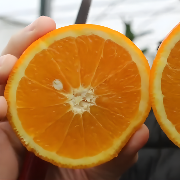 Imagem Fruto da Laranja Rubi