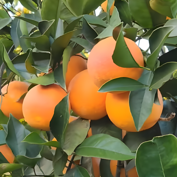Imagem Fruto da Laranja Salustiana