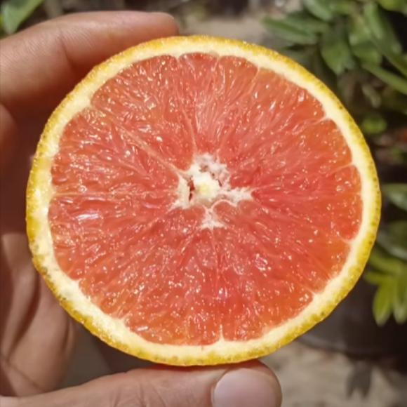 Imagem Fruto da Laranja Cara Cara