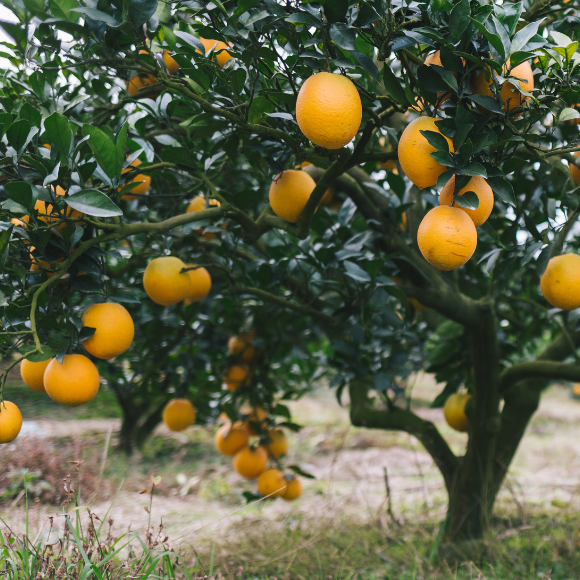 Imagem Fruto da Laranja Cara Cara
