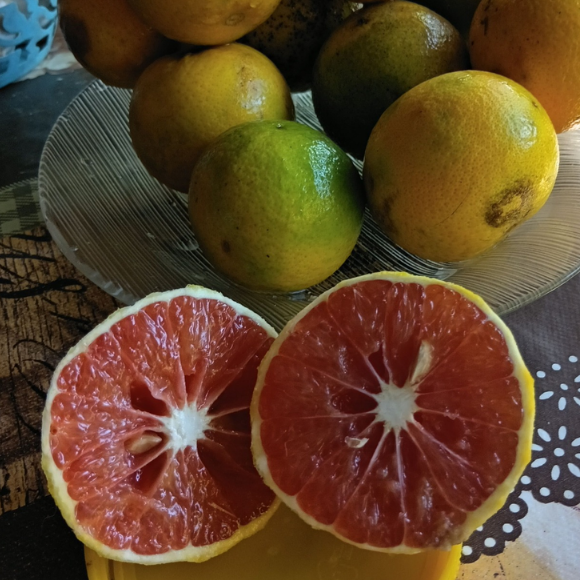 Imagem Fruto da Laranja Mombuca
