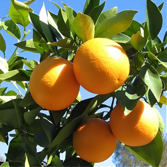 Imagem Fruto da Laranja Mombuca