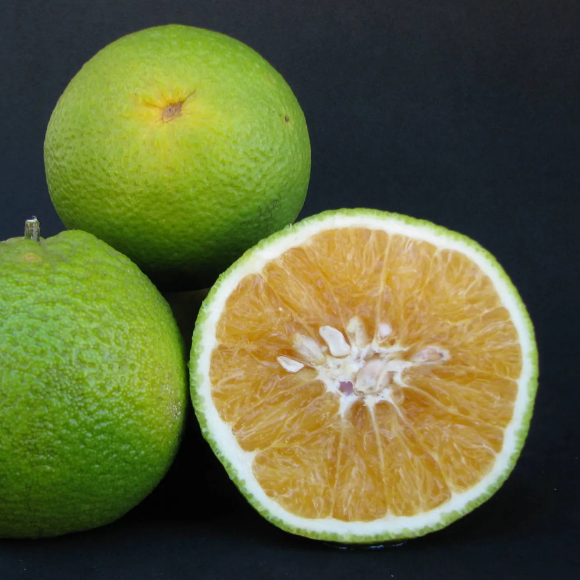 Imagem Fruto da Laranja Seleta
