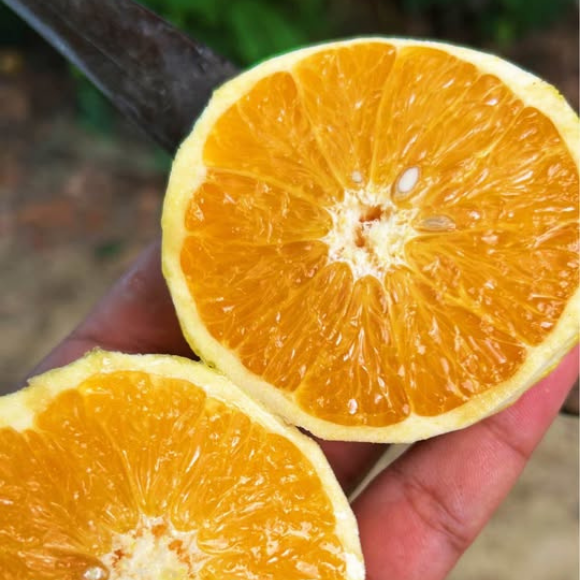 Imagem Fruto da Laranja Seleta
