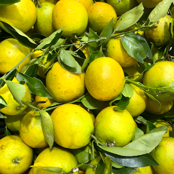 Imagem Fruto da Laranja Seleta