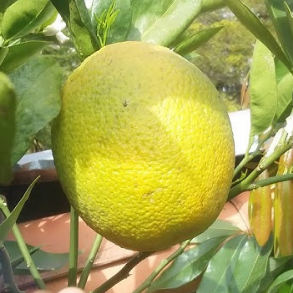 Imagem Fruto da Laranja Seleta