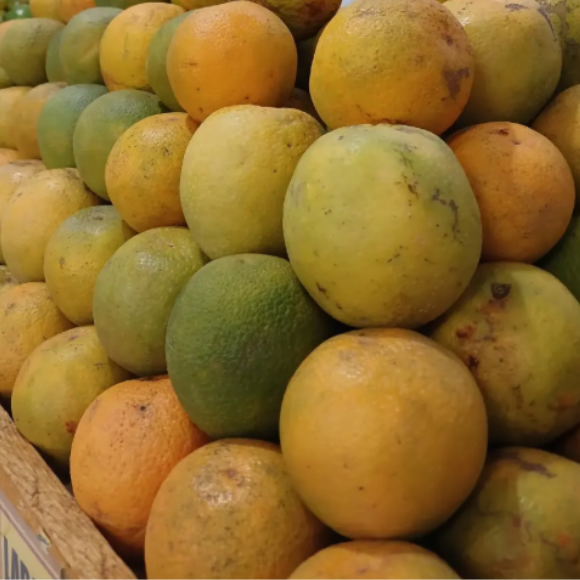 Imagem Fruto da Laranja Seleta
