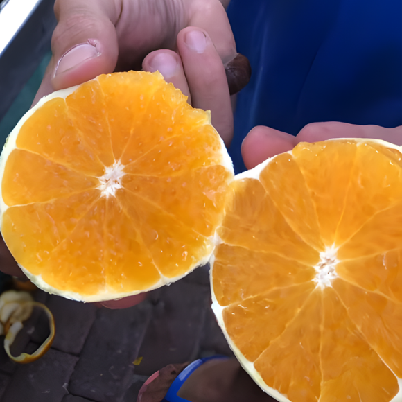 Imagem Fruto da Laranja Val&ecirc;ncia Charmute