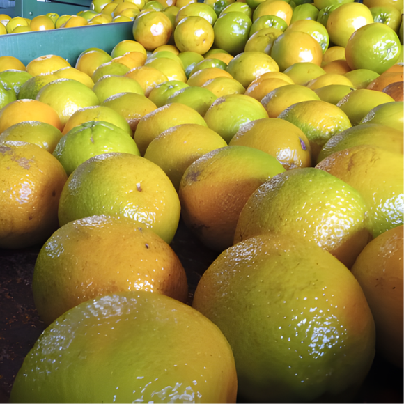 Imagem Fruto da Laranja Val&ecirc;ncia Charmute