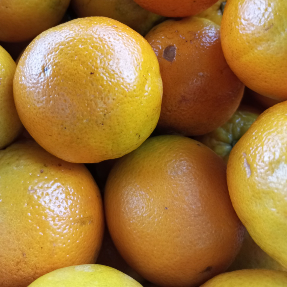 Imagem Fruto da Laranja Val&ecirc;ncia Charmute
