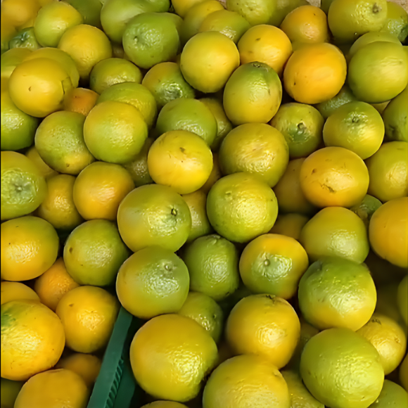 Imagem Fruto da Laranja Val&ecirc;ncia Charmute