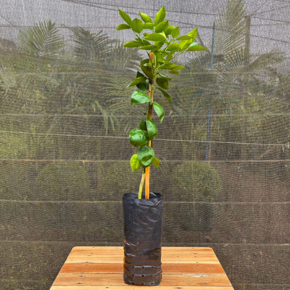 Imagem Muda da Laranja Val&ecirc;ncia