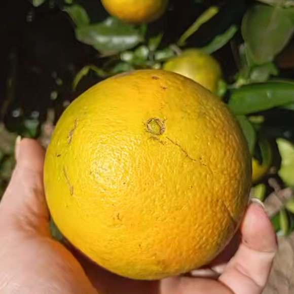 Imagem Fruto da Laranja Val&ecirc;ncia