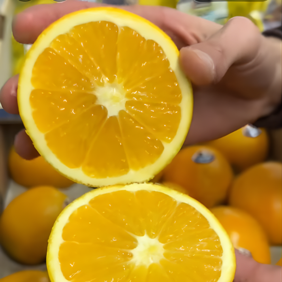 Imagem Fruto da Laranja Val&ecirc;ncia