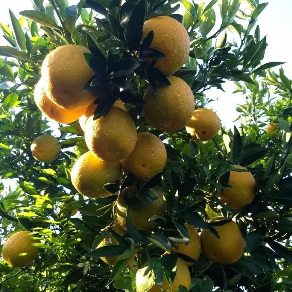 Imagem Fruto da Laranja Val&ecirc;ncia 