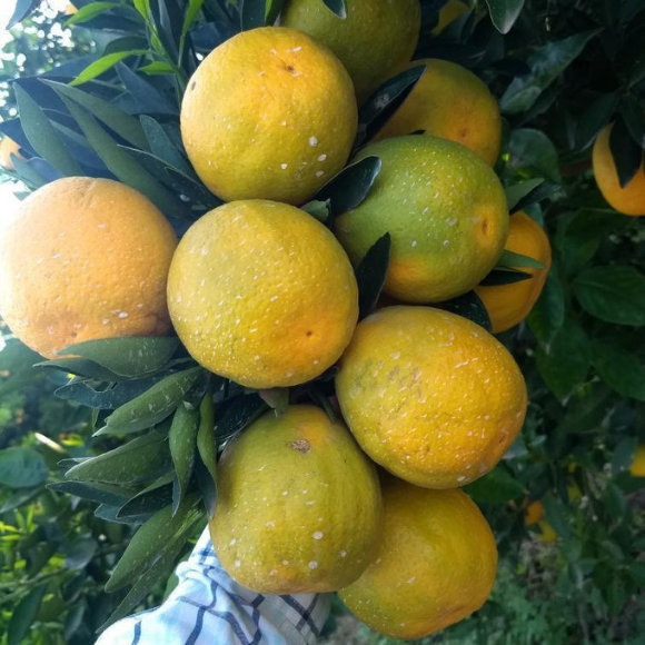 Imagem Muda de Alta Qualidade