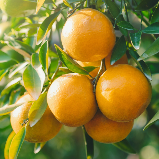らいむ Muda Frutífera de Laranja Lanelate Enxertada (Umbigo Tardia