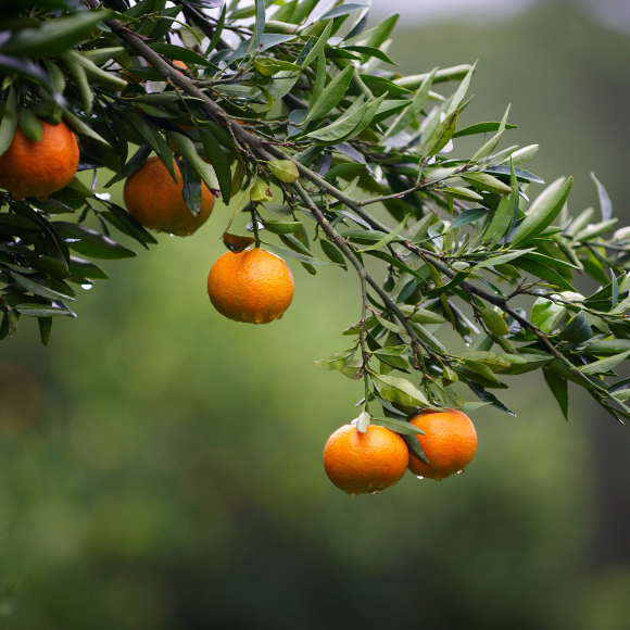 Imagem Fruto da Tangerina A&ccedil;&uacute;car