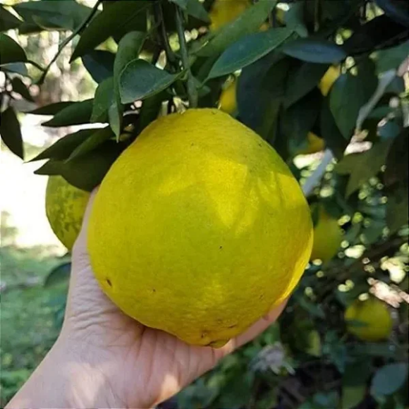 Imagem Fruto da Tangerina Champagne