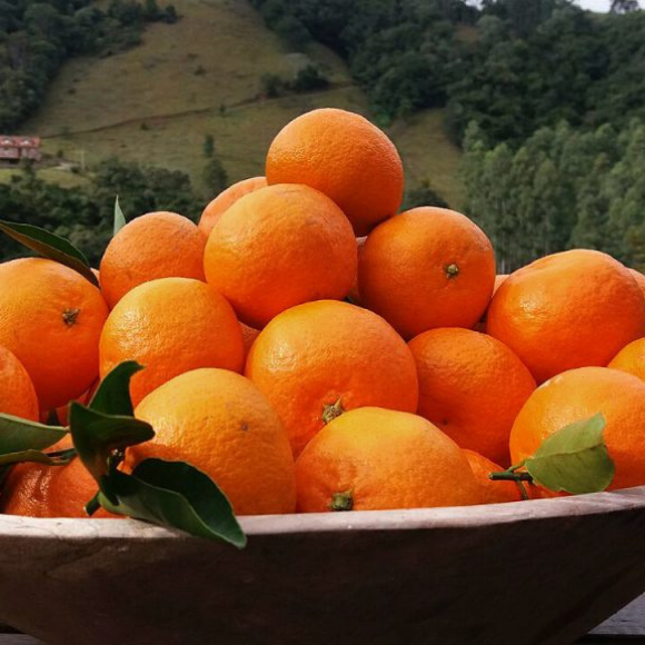 Imagem Fruto da Tangerina Clemenules