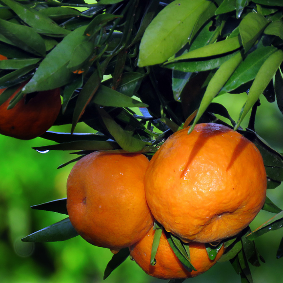 Imagem Fruto da Tangerina Clemenules