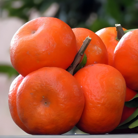 Imagem Fruto da Tangerina Clemenules