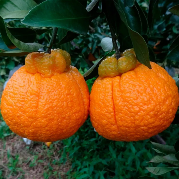 Imagem Fruto da Tangerina Dekopon