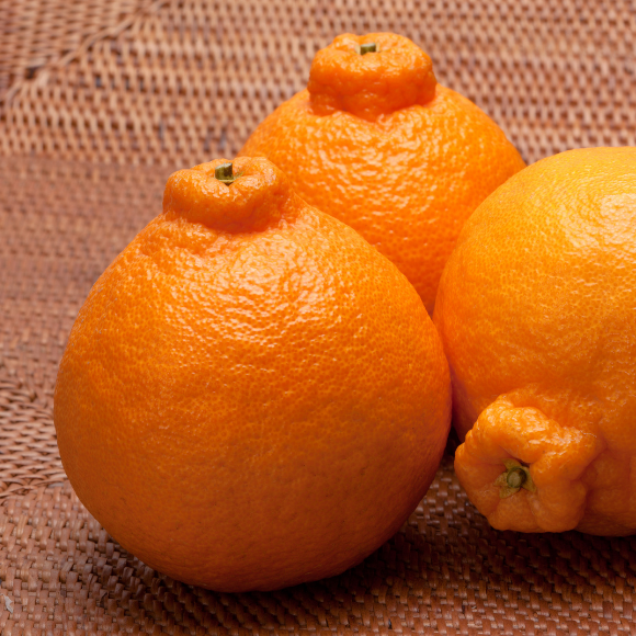 Imagem Fruto da Tangerina Dekopon