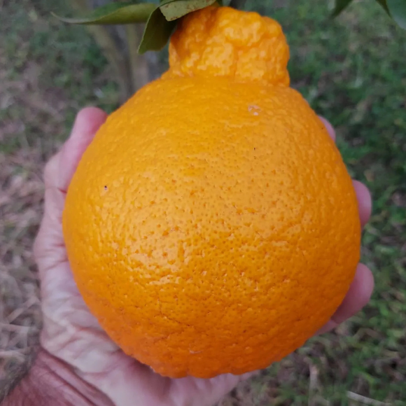 Imagem Fruto da Tangerina Dekopon