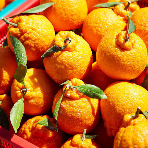 Imagem Fruto da Tangerina Dekopon