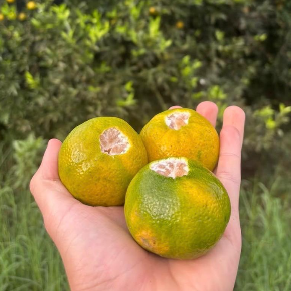 Imagem Fruto da Tangerina Mexerica do Rio