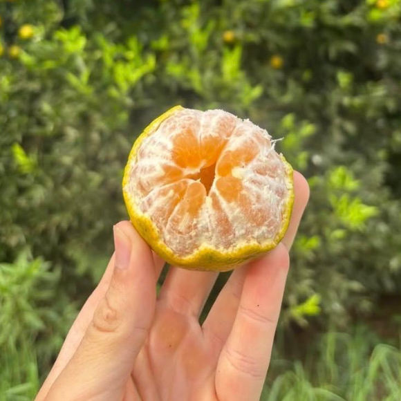 Imagem Fruto da Tangerina Mexerica do Rio