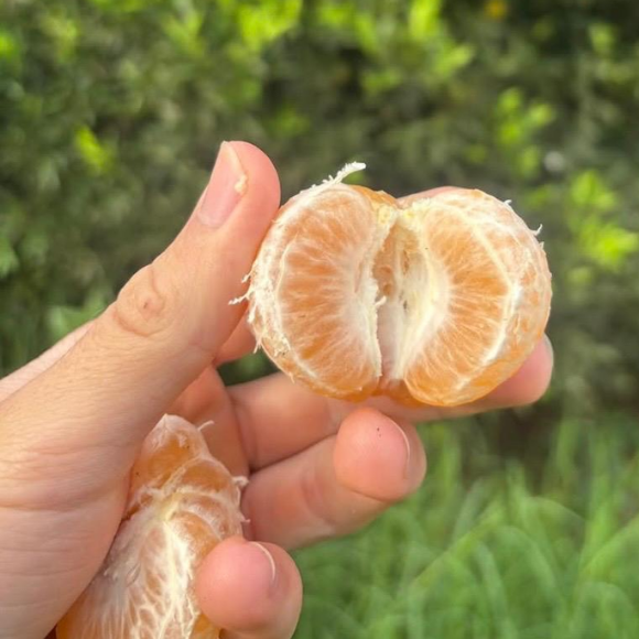 Imagem Fruto da Tangerina Mexerica do Rio
